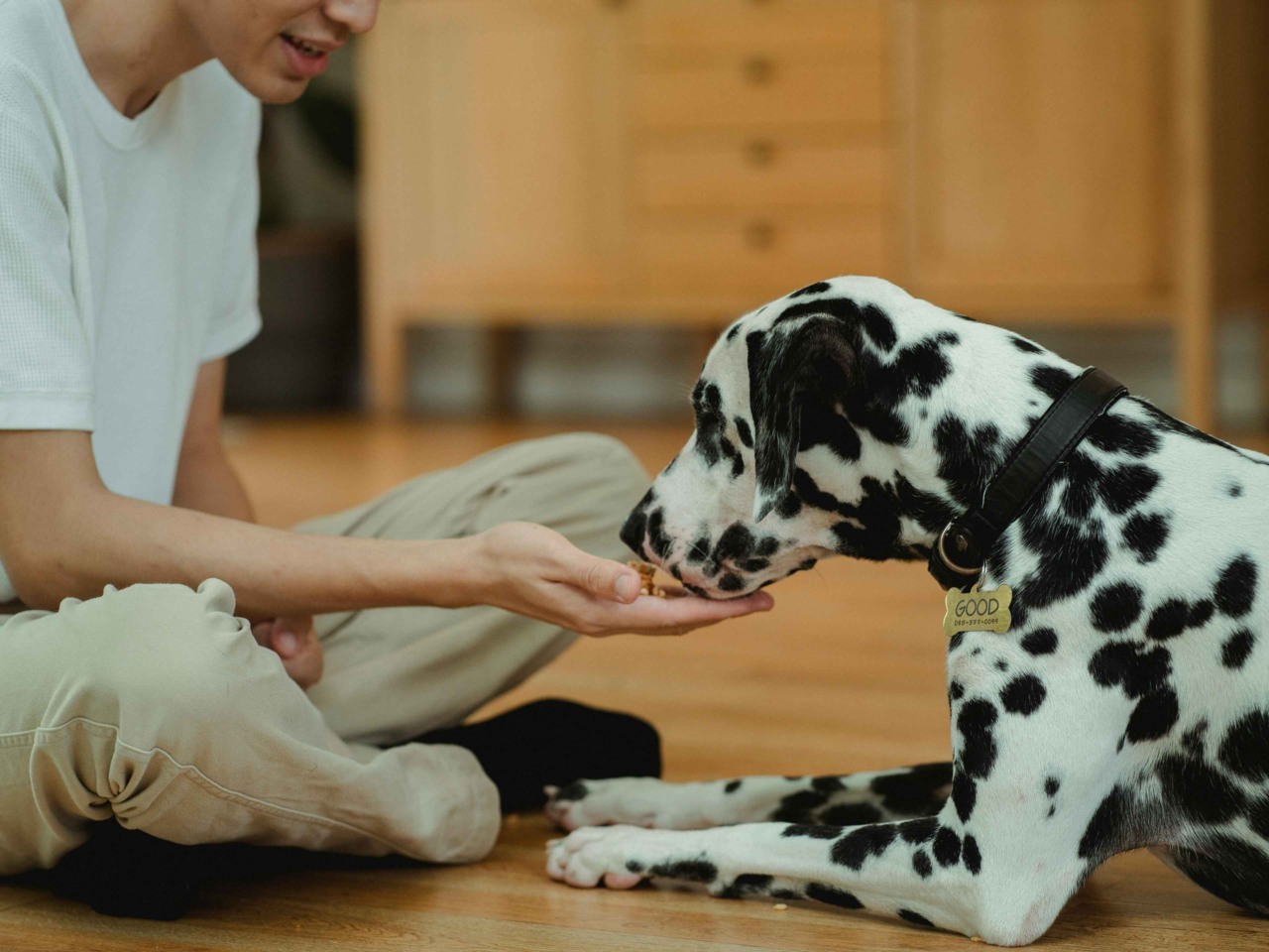 How to Break Bad Habits in Dogs with Positive Reinforcement