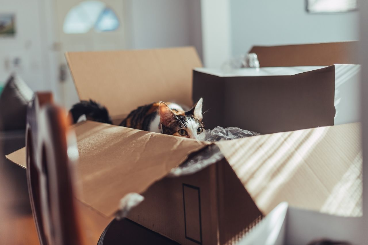 Move House With Cats That Like to Go Outdoors: A Practical Guide
