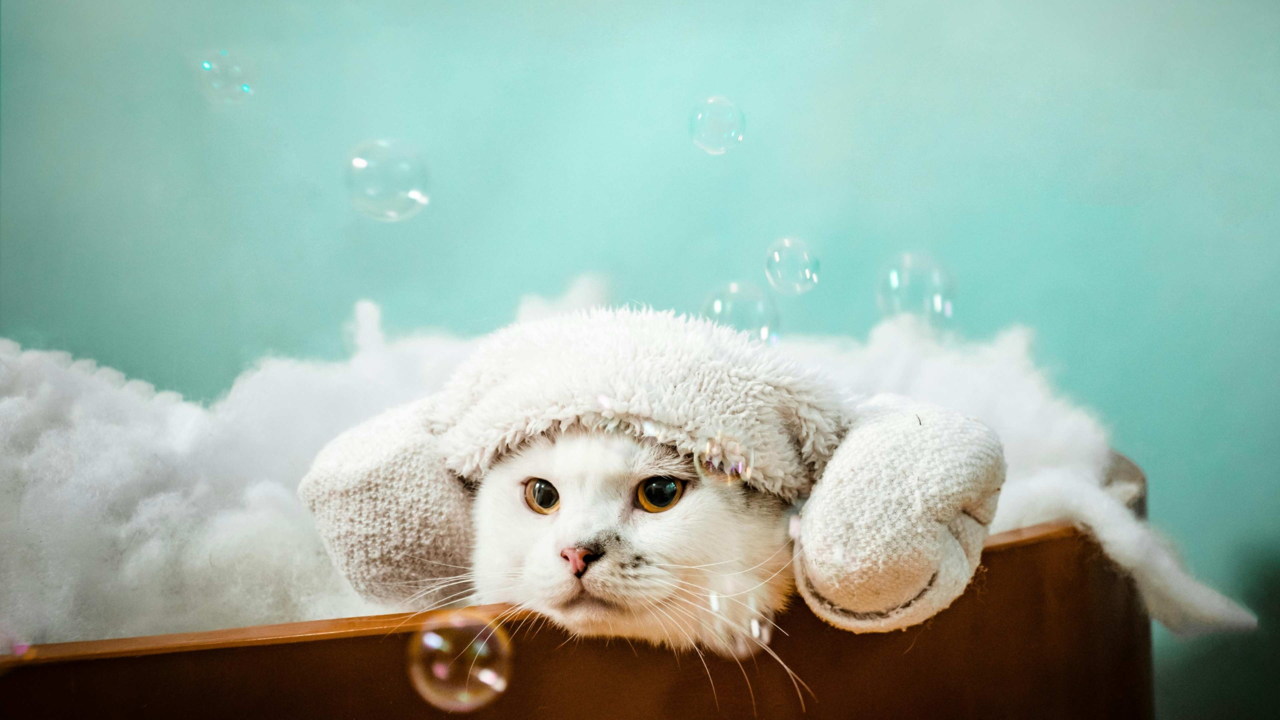 Do Cats Need to Be Groomed? Do Cats Need to Be Groomed?