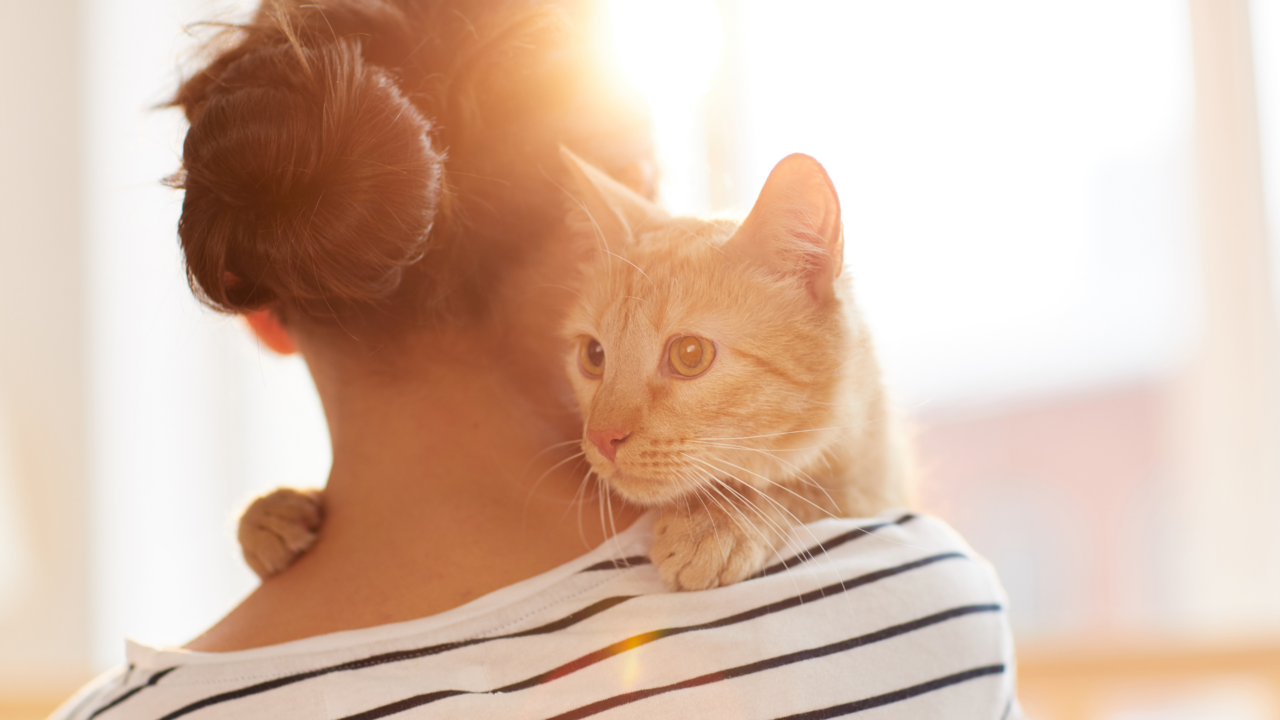 Why Does My Cat Follow Me Everywhere? Feline Attachment Guide for Kiwis Why Does My Cat Follow Me Everywhere? Feline Attachment Guide for Kiwis