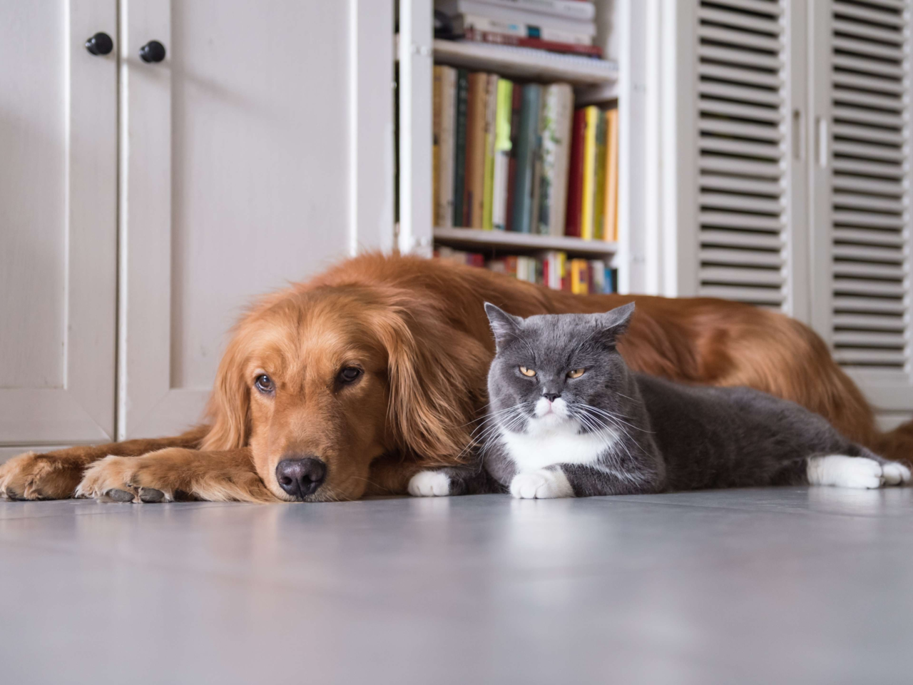 Best Dog Breeds for Multi Pet Households in NZ