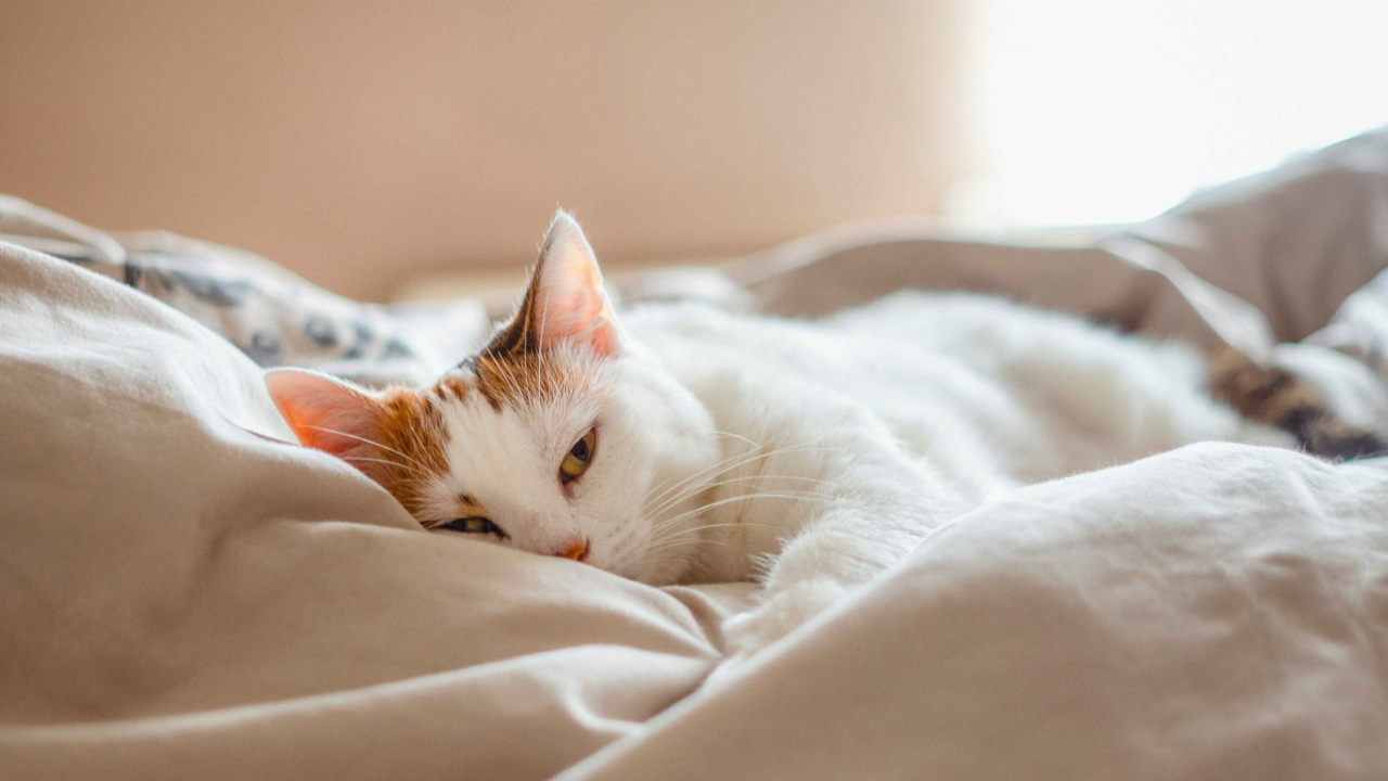 Is Feliway Right For Your Cat? What Science Says