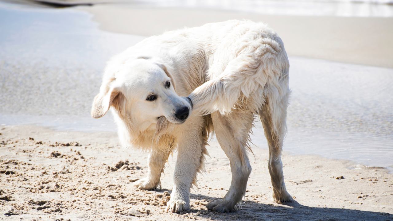 Why Do Dogs Chase Their Tails? Causes & Enrichment Ideas in NZ Why Do Dogs Chase Their Tails? Causes & Enrichment Ideas in NZ