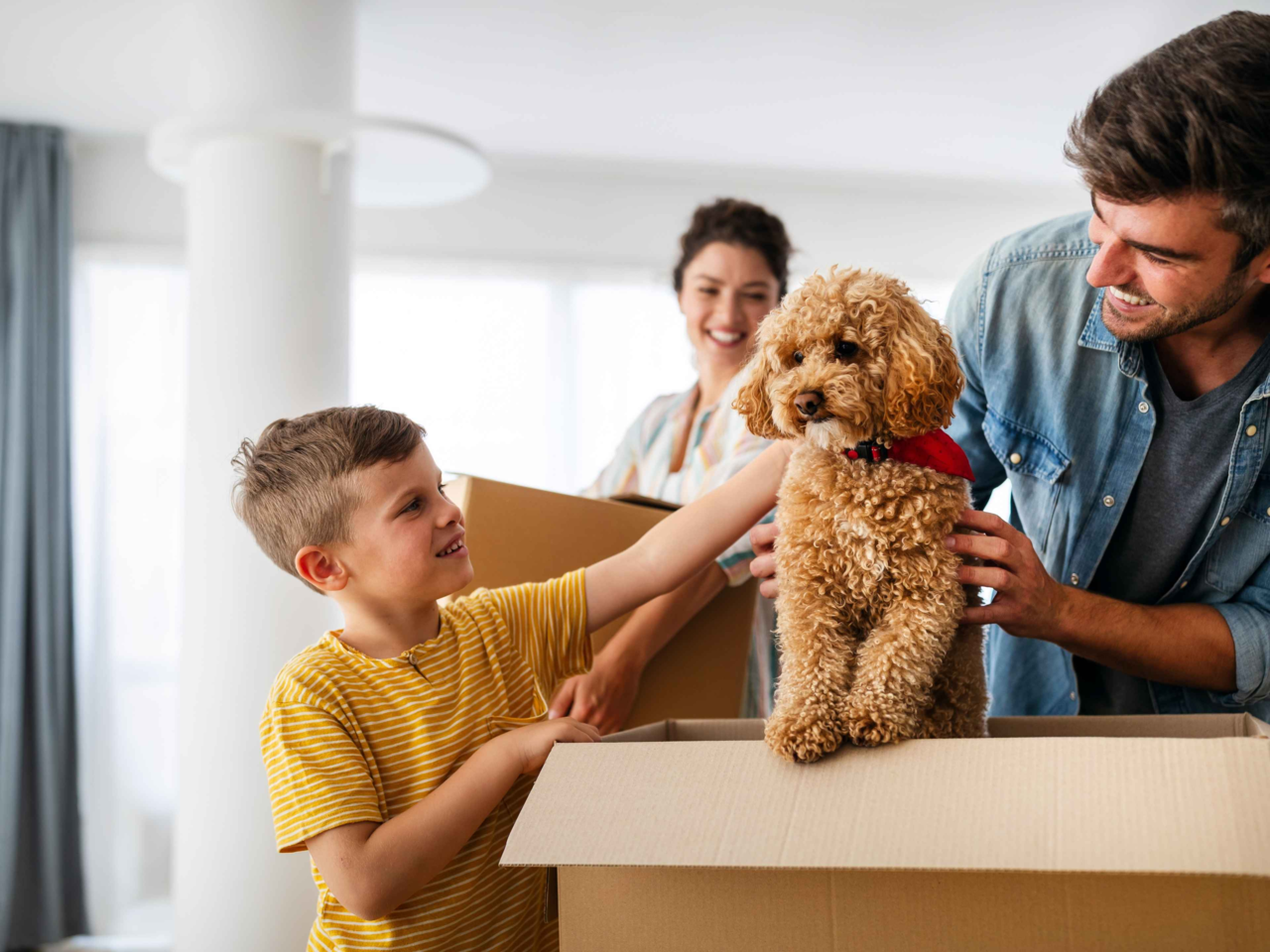 How to Help Your Pet Adjust After a Move: Behavioural Disruption and Tips for Settling In