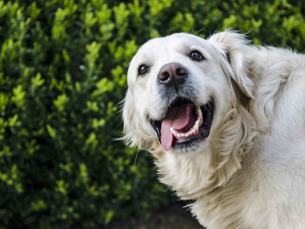Senior Dog Dental Care: How to Protect Your Dog’s Teeth After Age 7