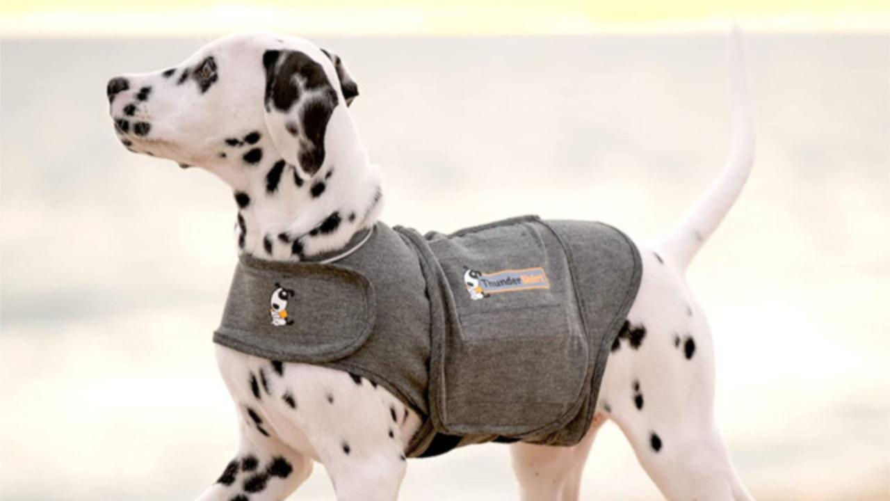 Everything You Need To Know About The Thundershirt For Dogs Everything You Need To Know About The Thundershirt For Dogs