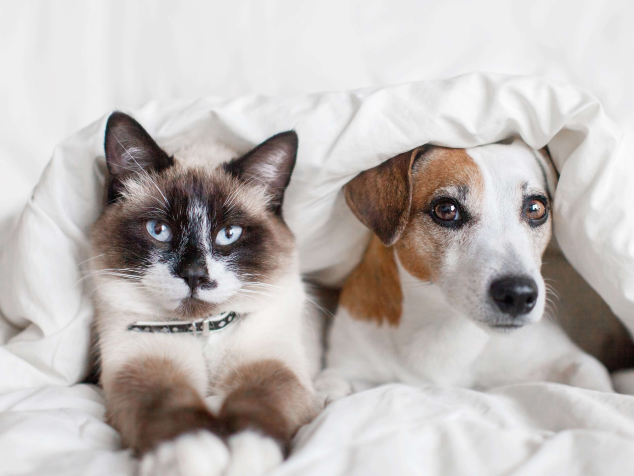 How to Keep Fleas Out of Multi-Pet Homes: Simple Steps for Kiwi Pet Owners