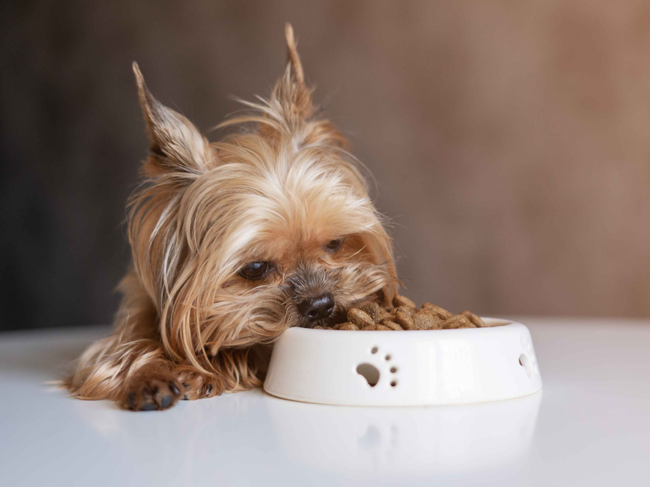 Best Dog Food for Yorkshire Terriers in NZ