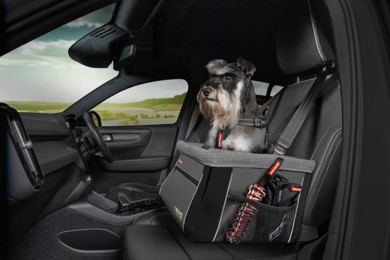 Pet Travel Safety Tips in NZ