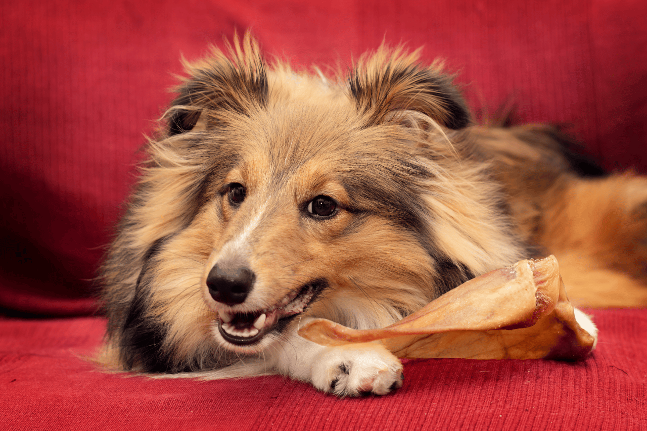 Pigs Ears for Dogs: Benefits, Feeding Tips and More
