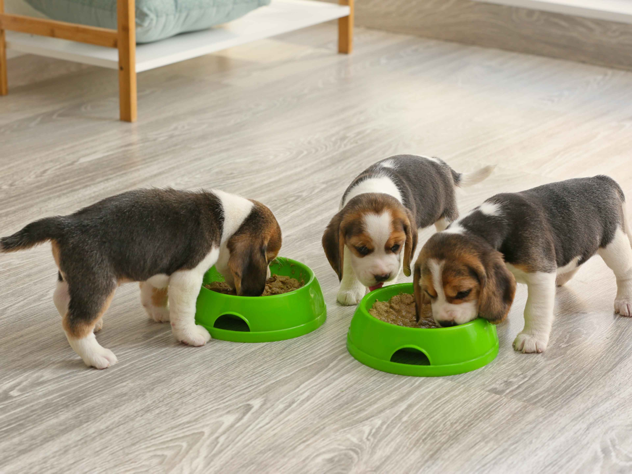 Puppy Feeding Calculator NZ: Age, Breed Size & Food Format Guide