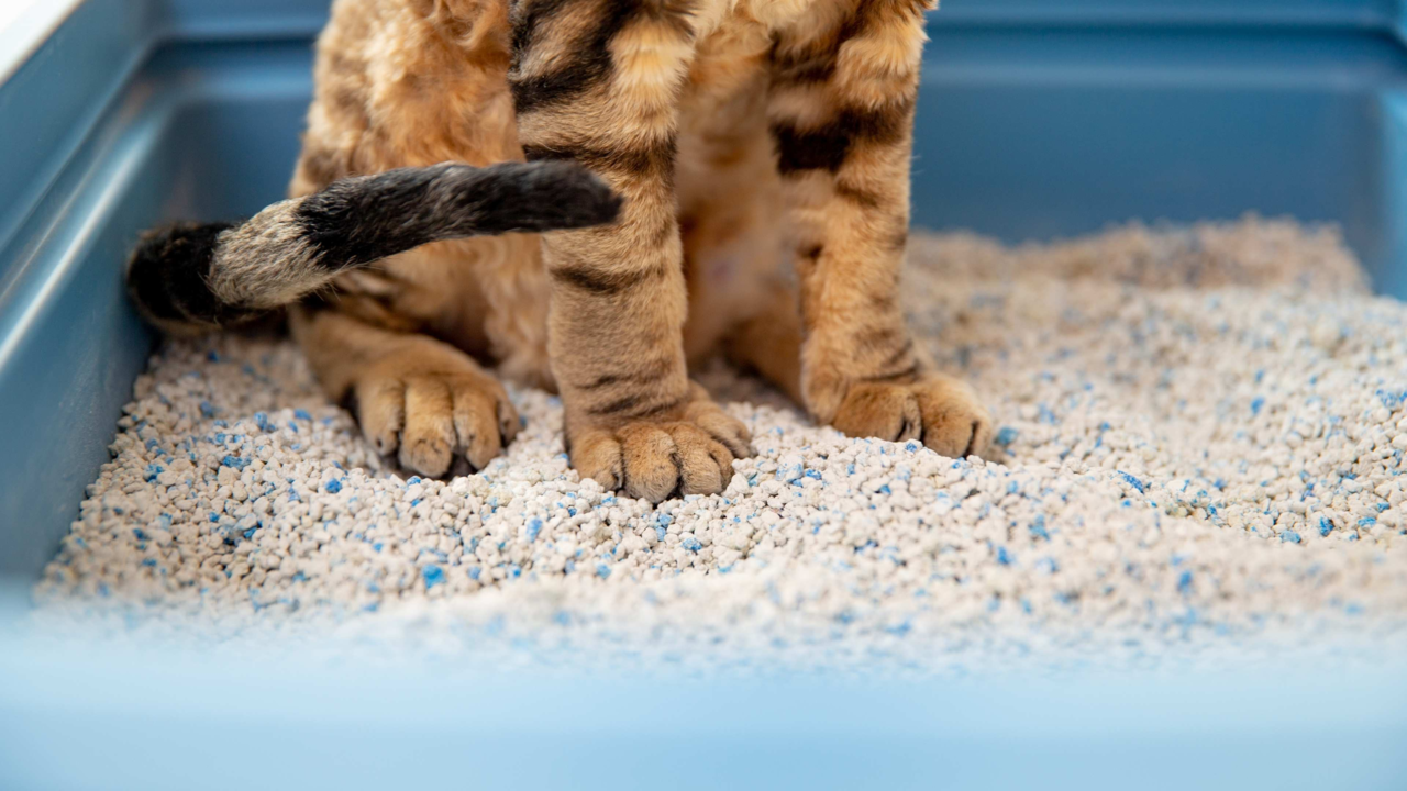 Best Cat Litter Types in NZ: Compare Clumping, Crystal & Natural Options