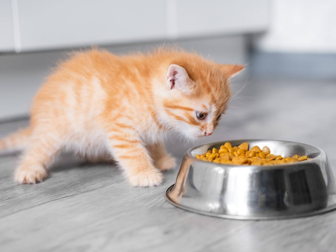 Top 5 Kitten Feeding Mistakes and How to Avoid Them