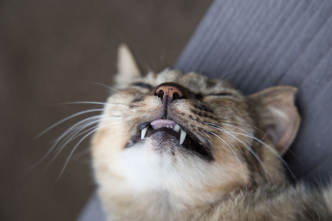 Bad Breath in Cats: Causes, Treatment and How to Prevent It