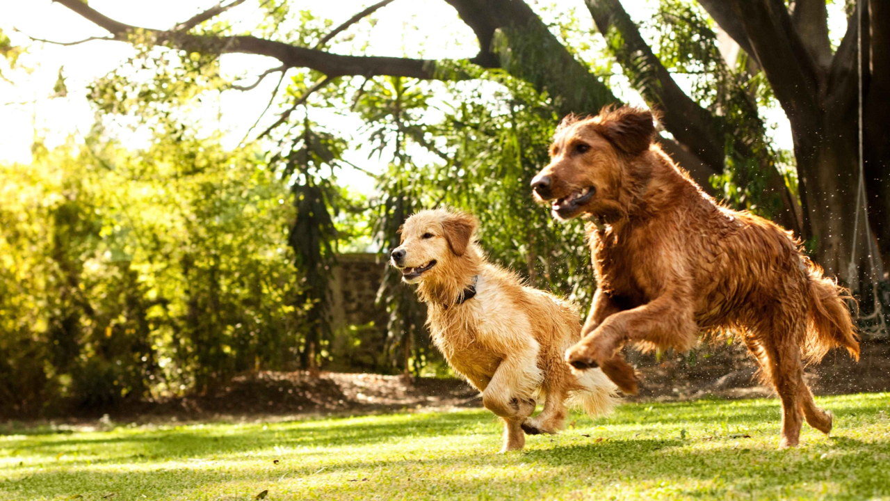 How Much Exercise Your Dog Needs by Breed, Age & Lifestyle How Much Exercise Your Dog Needs by Breed, Age & Lifestyle