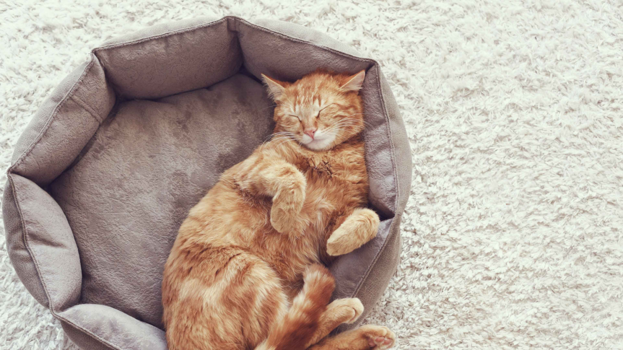 How to Create a Calm Space for Your Cat at Home How to Create a Calm Space for Your Cat at Home