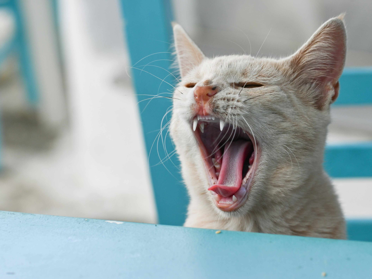 Cat Dental Pain: Signs, Causes & Prevention Tips for Pet Owners