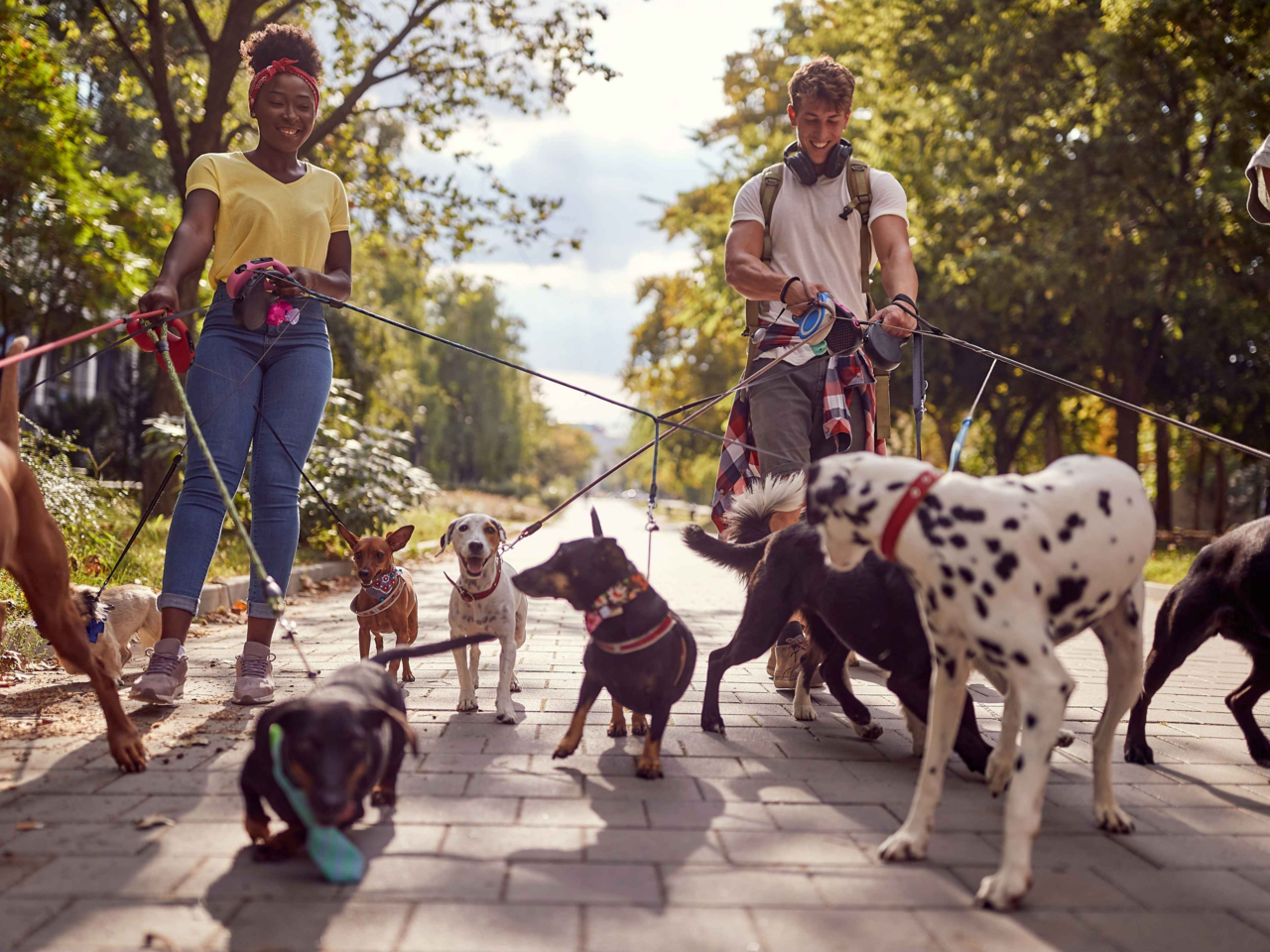 How to Solve Common Dog Walking Behaviour Problems in NZ