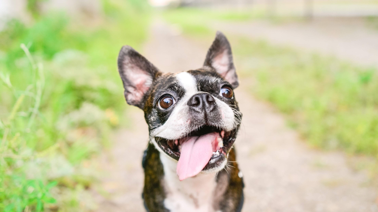 Raising A Boston Terrier In NZ: Tips For A Healthy, Happy Pup