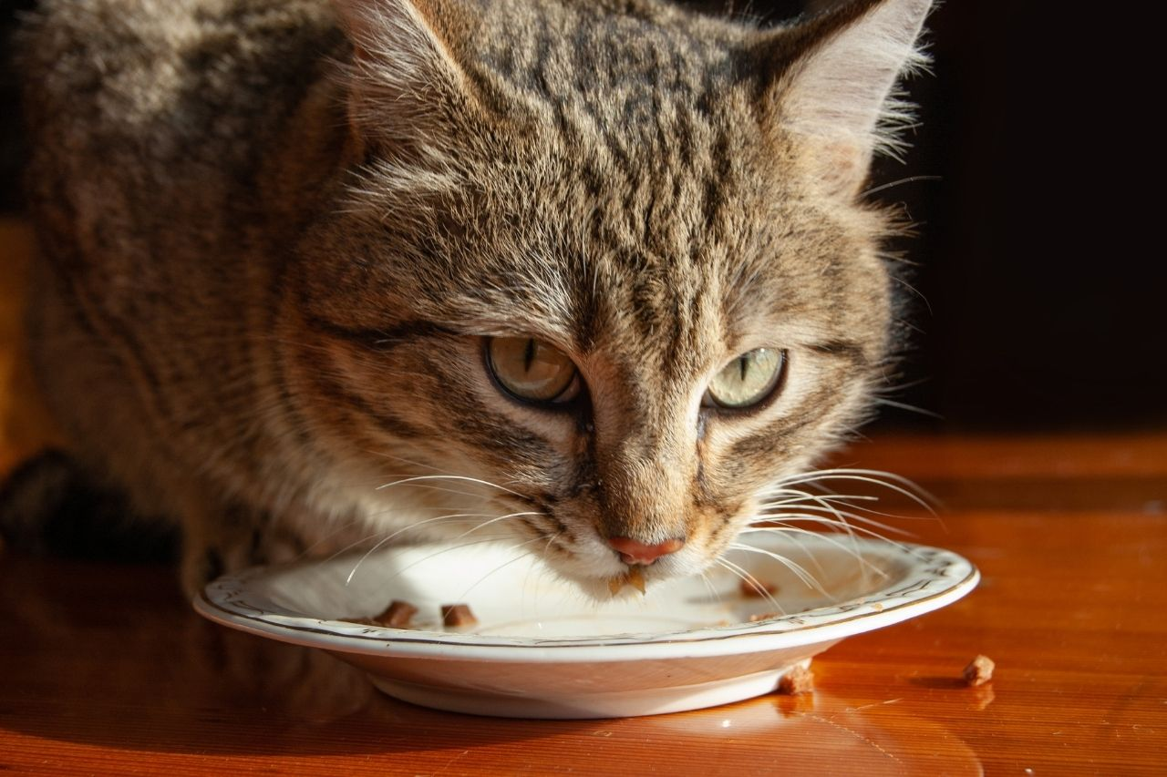 Switching Your Cat to Senior Food: A Step-by-Step Guide