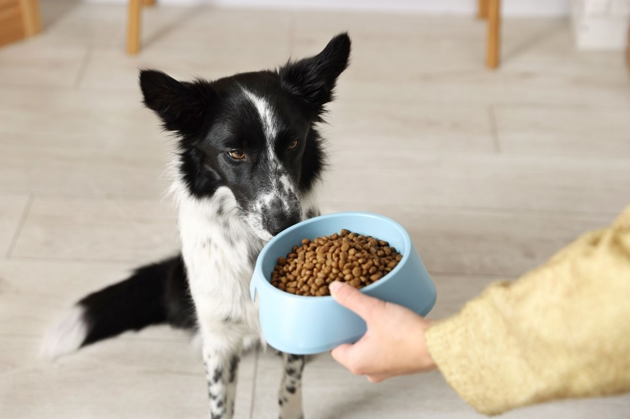 Best Dog Food for Border Collies in NZ: Fuelling NZ's Favourite Working Breed