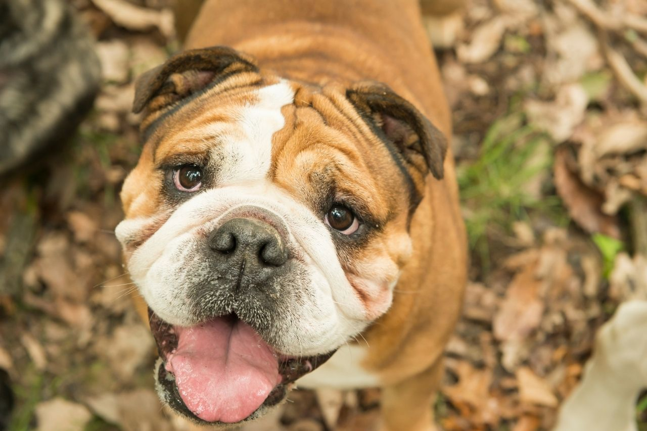How Often Should You Feed a Bulldog? Puppy, Adult & Senior Feeding Guide