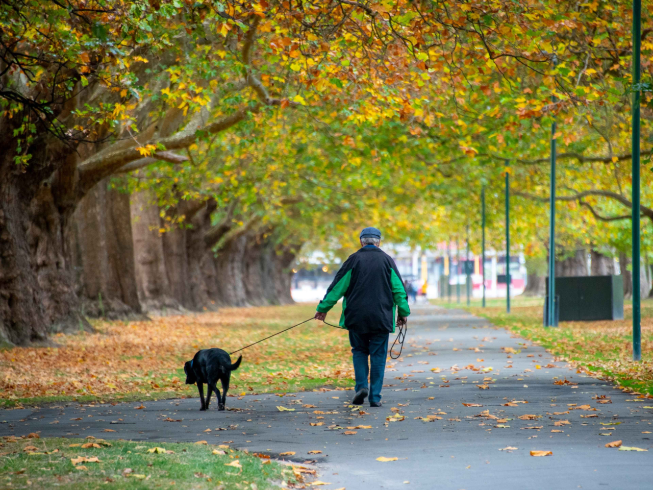 Top Dog Walks in Christchurch for Scenic and Fun Adventures