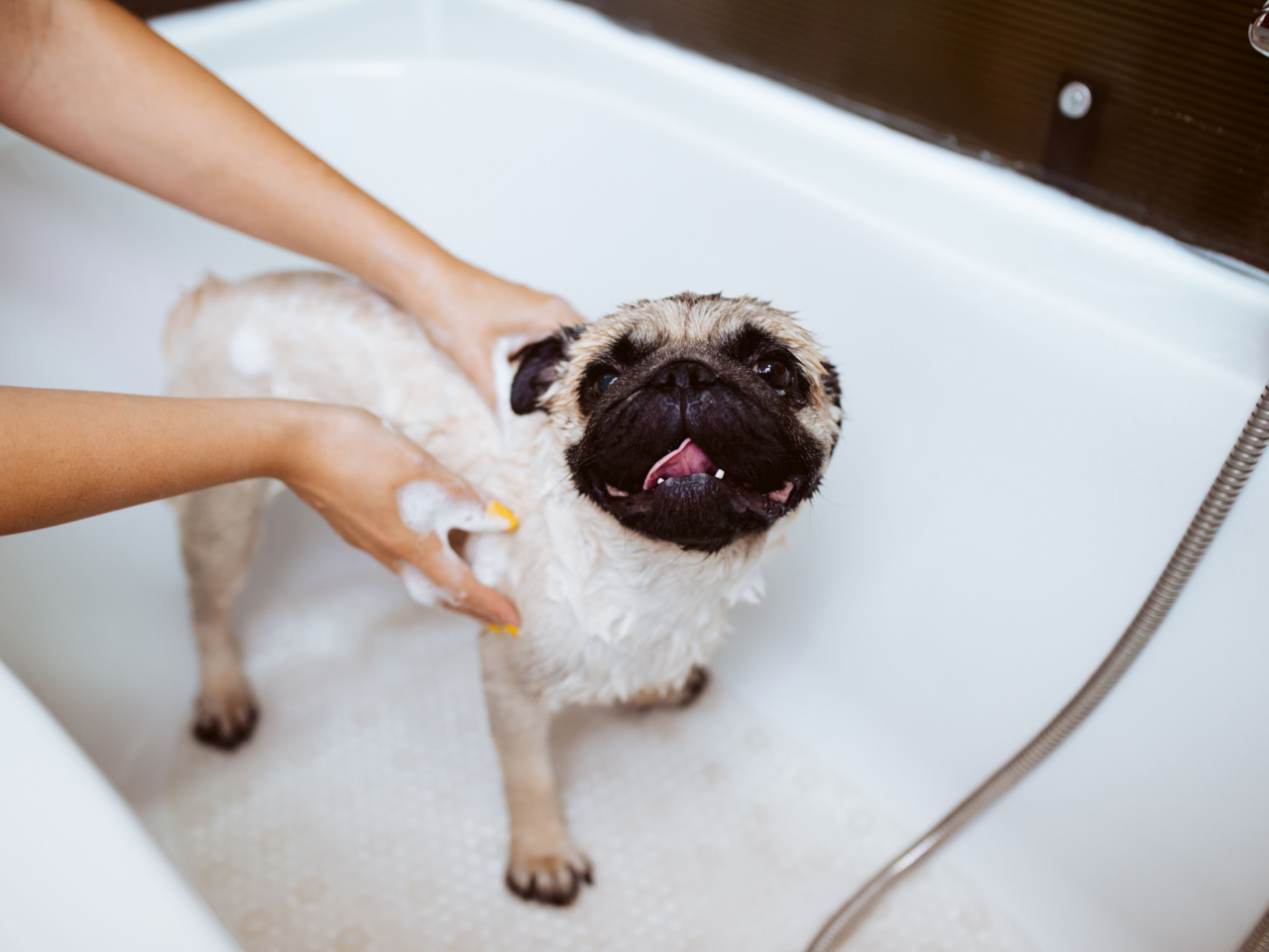 Pug Grooming Guide: How to Clean Skin Folds and Care for Their Coat