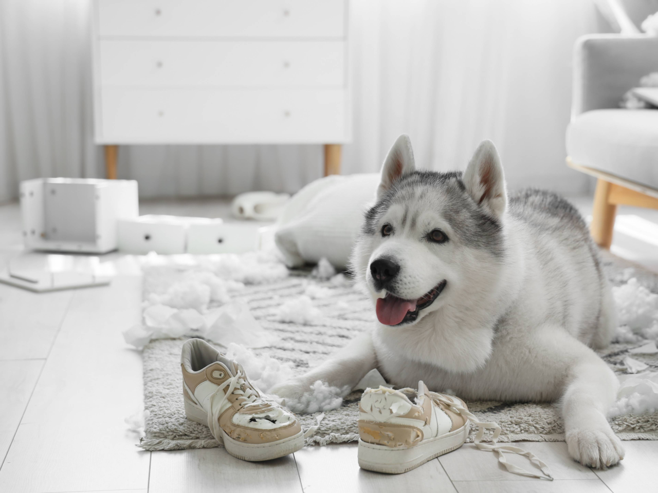 5 Signs Your Dog Needs a Behaviour Reset and How to Help