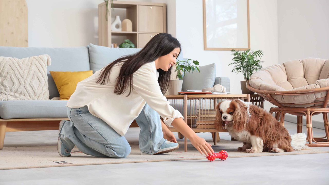 Small Dog Breeds In NZ: Best Picks For Apartment Living Small Dog Breeds In NZ: Best Picks For Apartment Living