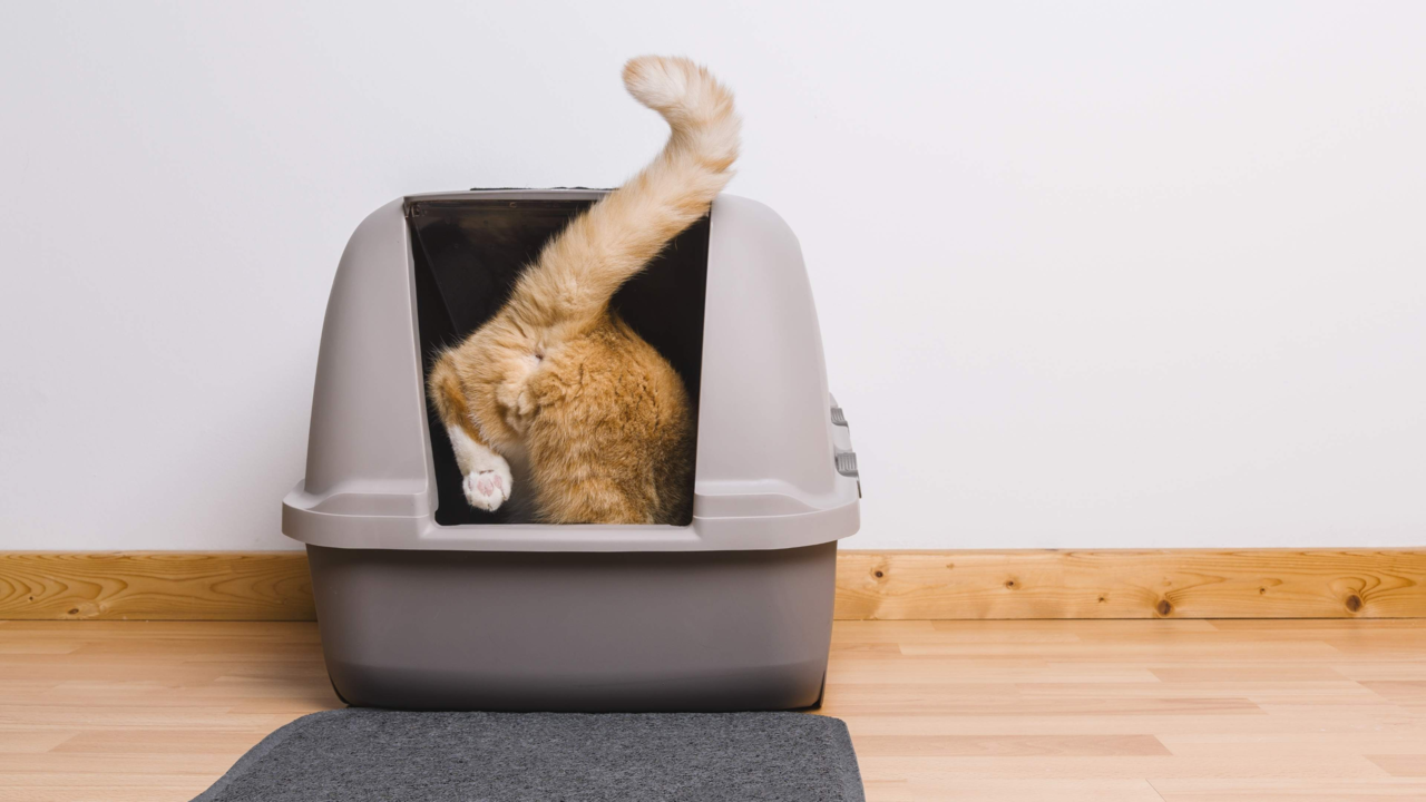 Cat Litter Box Types Explained: What’s Best For Your Home? Cat Litter Box Types Explained: What’s Best For Your Home?