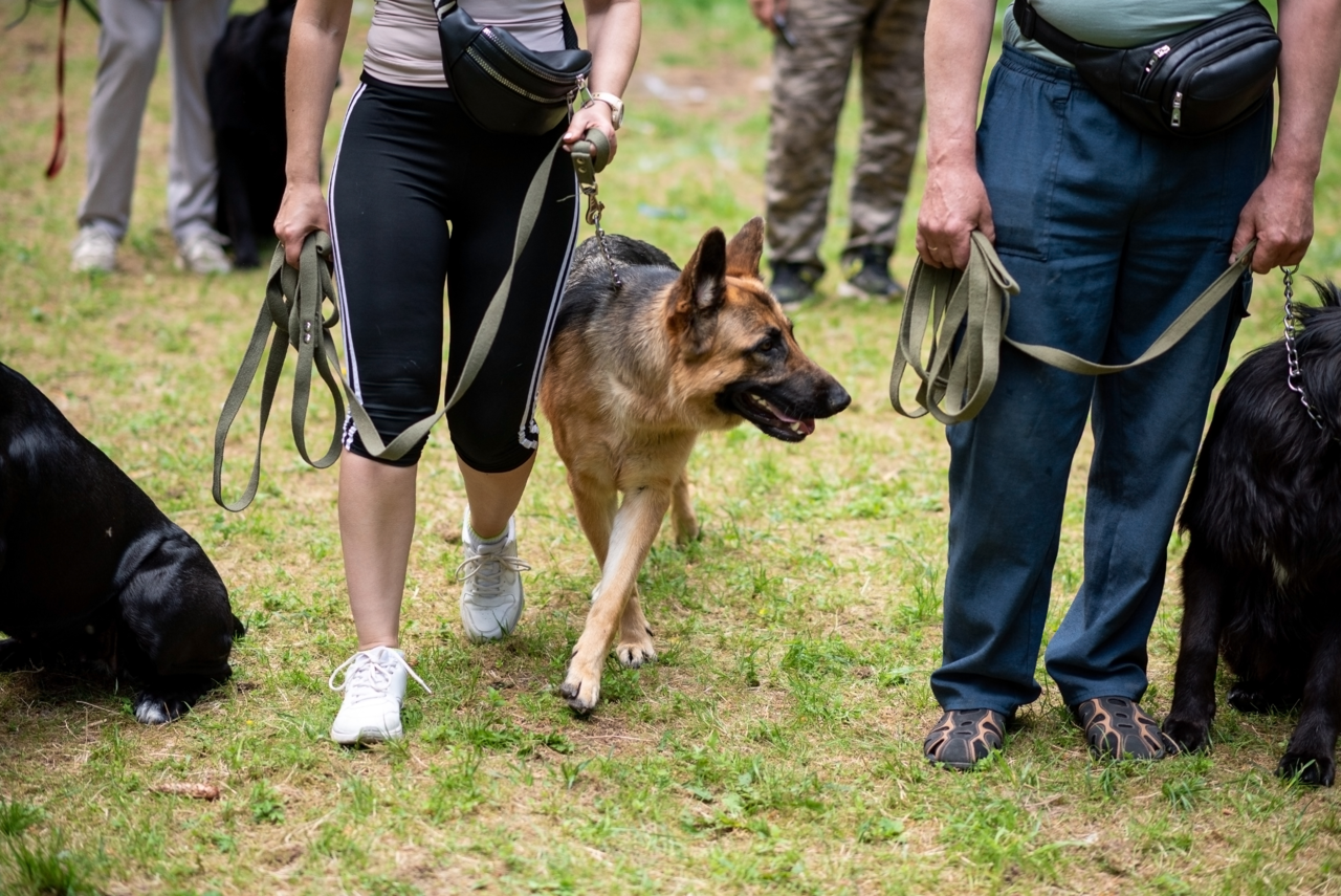 Do Dogs Get Jealous? Signs, Causes and How to Help