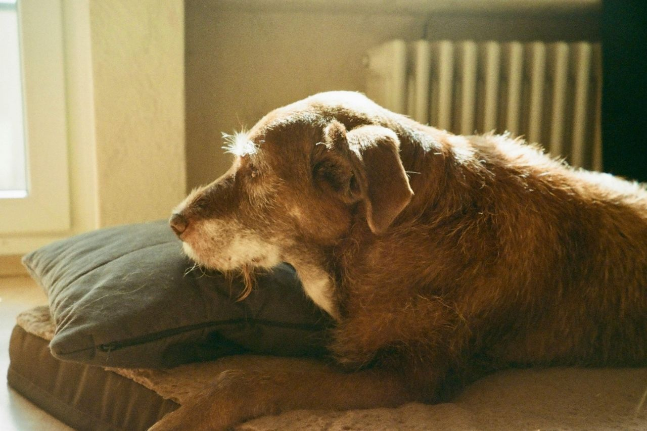 5 Early Warning Signs Your Dog Is Ageing Faster Than You Think