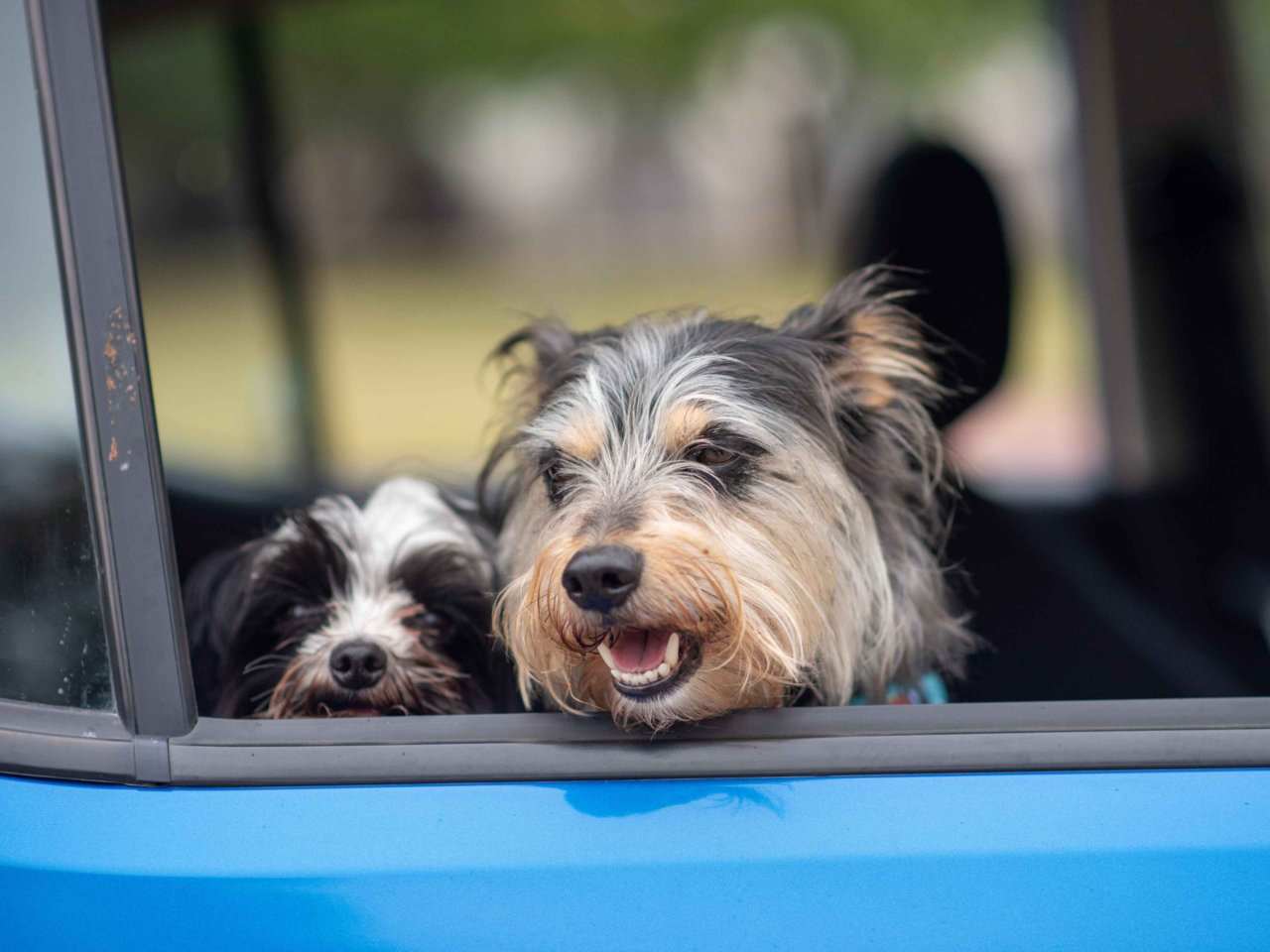 Pet-Friendly Road Trip Itinerary in New Zealand: Tips & Essentials