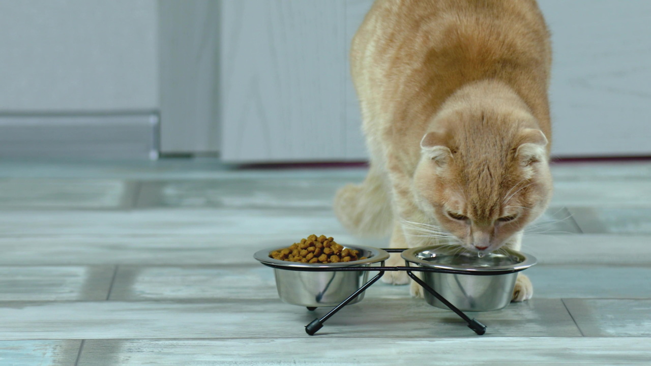 How to Keep Your Cat Hydrated: Tips for Healthier, Happier Cats How to Keep Your Cat Hydrated: Tips for Healthier, Happier Cats