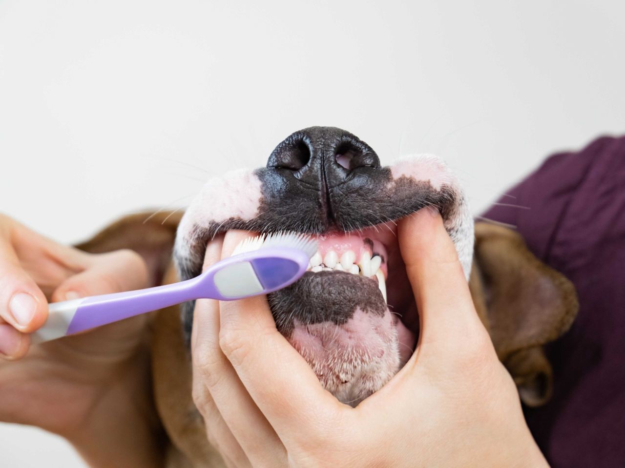 Step-By-Step Guide To Brushing Your Pet’s Teeth At Home