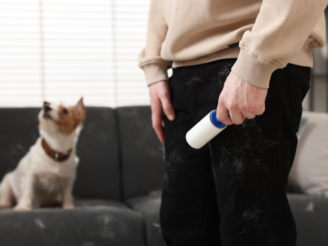 Spring Pet Grooming Tips: How to Manage Shedding Season in NZ