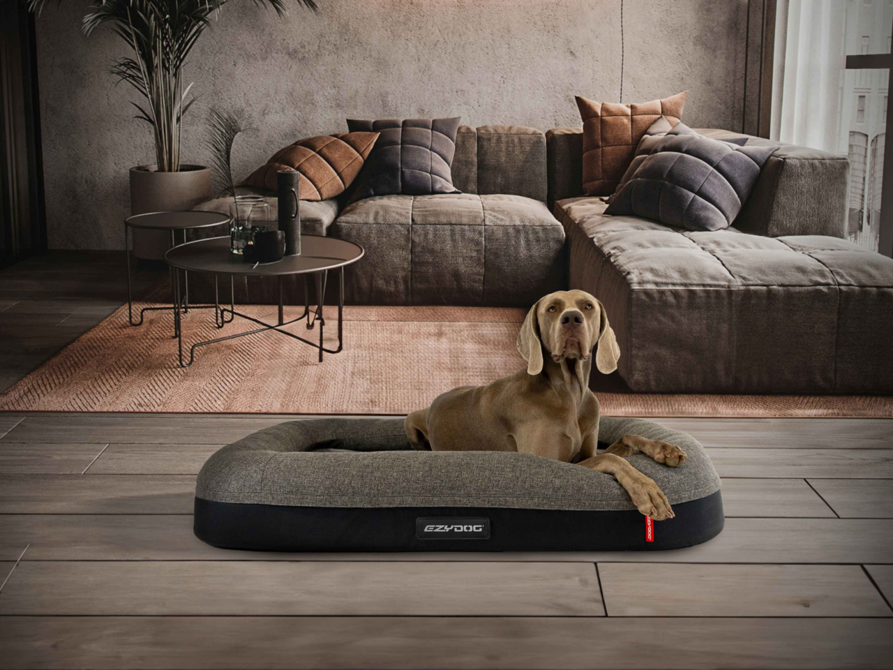 Best Dog Beds in NZ for Every Pup