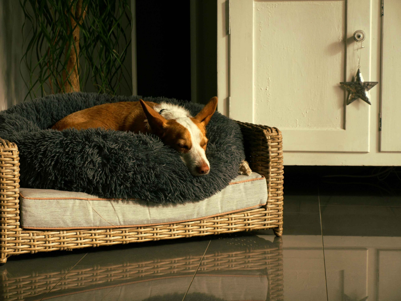 How To Create the Best Bedtime Routine for Your Pet in NZ