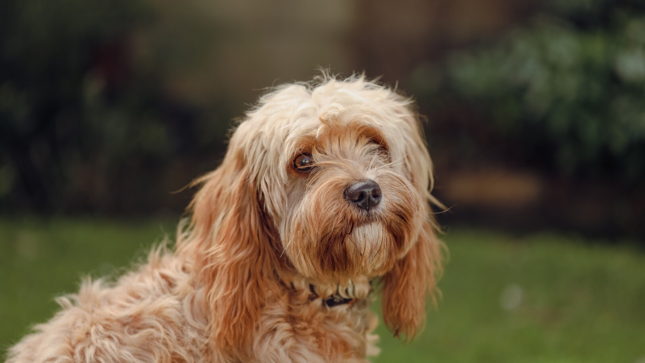 How to Train a Cavoodle: A Step-by-Step Guide