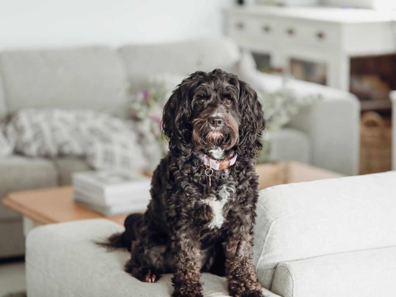 Best Dog Food For Cavoodles In NZ