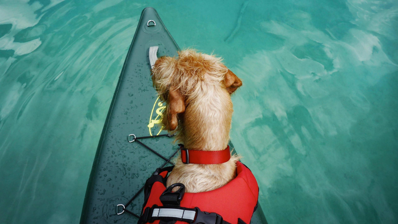 Do Dogs Need Life Jackets? Kayaking & Boating Safety Tips for NZ Dogs on Lakes & the Coast