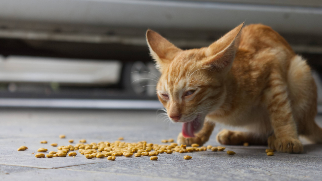 Why Is My Cat Vomiting? Common Causes & When To See A Vet Why Is My Cat Vomiting? Common Causes & When To See A Vet