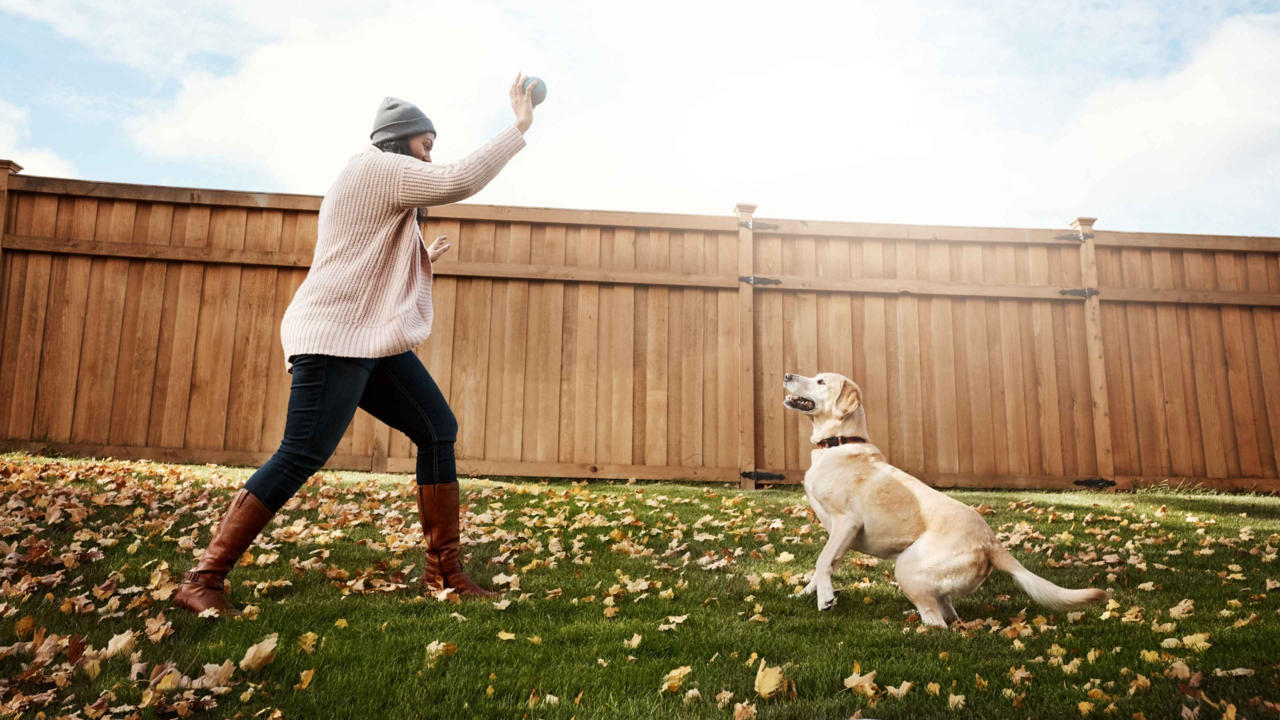 Top 10 Training Tips for High-Energy Dogs