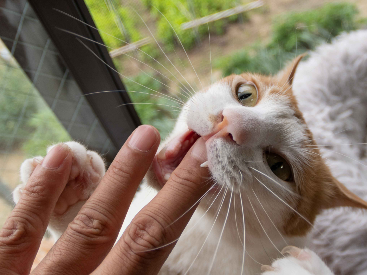 Why Cats Bite When Playing and How to Stop It