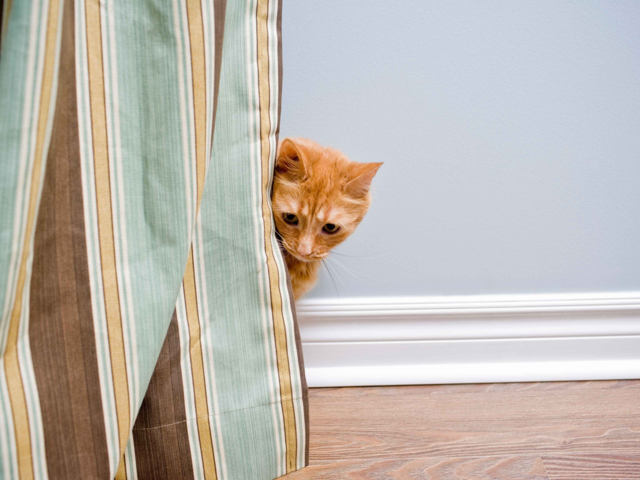 How to Help a Shy or Anxious Cat Settle Into a New Home