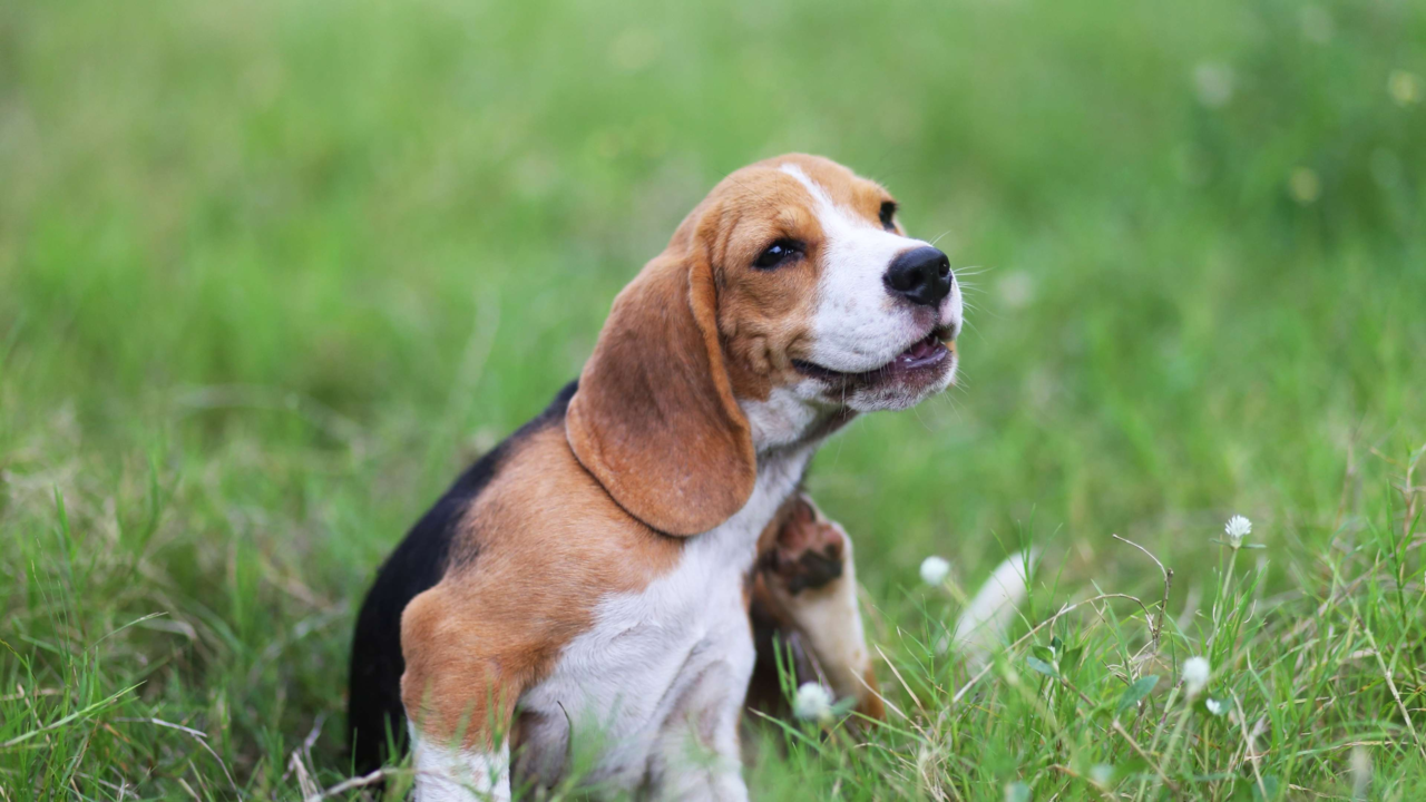 NZ’s Most Common Pet Allergies and How to Manage Them