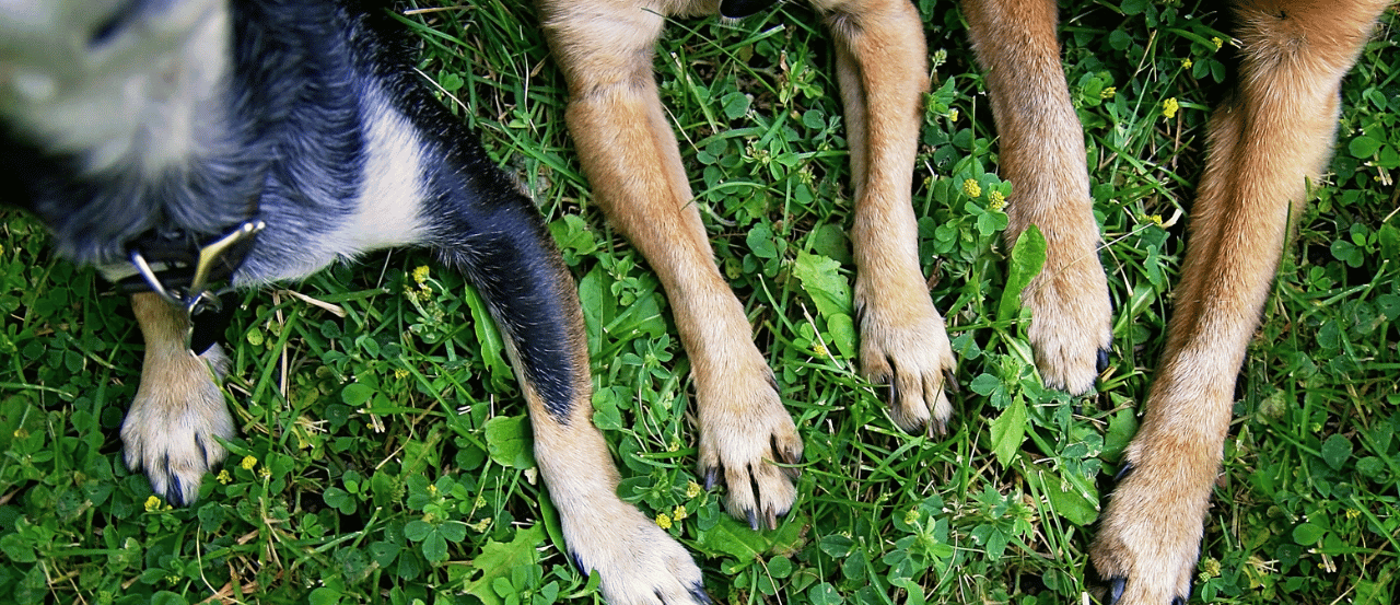 Can Dogs Eat Dry Grass Clippings? What Kiwi Pet Parents Need to Know
