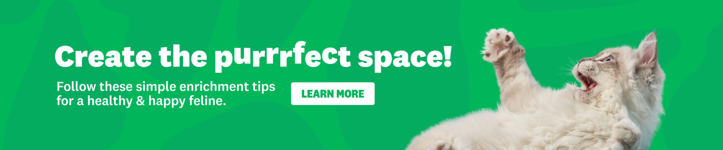 00HP -  Cat Enrichment Educational Homepage Banner Feb 2026