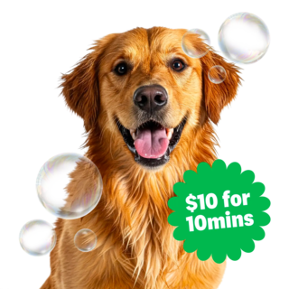 Single Dog Wash